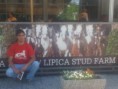 /album/galleria-foto-lipica/a975590-150569155135403-1643206163-n-jpg/